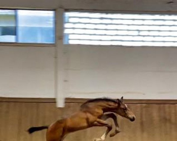 horse Luca Toni FF (Mecklenburg, 2020, from Lamarco 5)