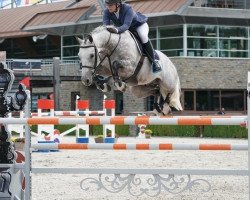 Springpferd Zirocco (KWPN (Niederländisches Warmblut), 2012, von Zilverstar T)