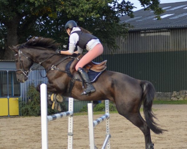 jumper Magnus 119 (Trakehner, 2004, from Starway)