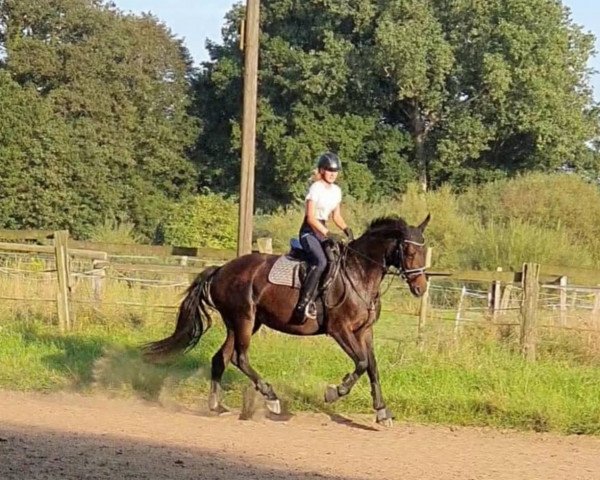 dressage horse Crim (Oldenburg, 2009, from Ashford 4) dressage horse Crim (Oldenburg, 2009, from Ashford 4)