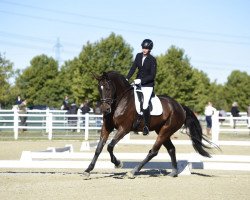 dressage horse Frieda AS (German Sport Horse, 2014, from Don Diamond)