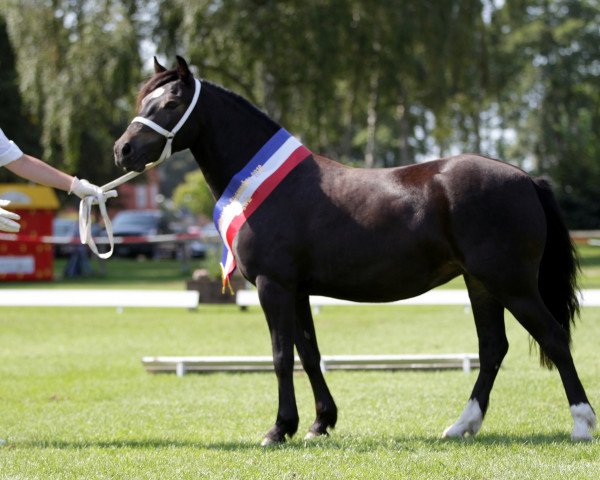 broodmare Tewdwr Chumbawamba (Welsh-Cob (Sek. C), 2013, from Thor Baffle)