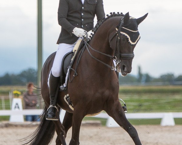 Cavallo da Dressage Kyoto (Trakehner, 2009, di Tanzpartner)