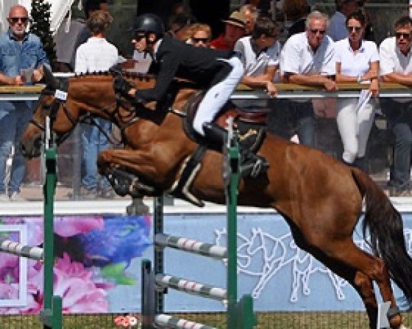 broodmare Chipie Chic Semilly (Selle Français, 2012, from Diamant de Semilly)