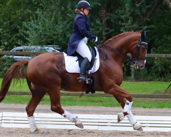 dressage horse Denver 212 (Hanoverian, 2008, from Del Piero)