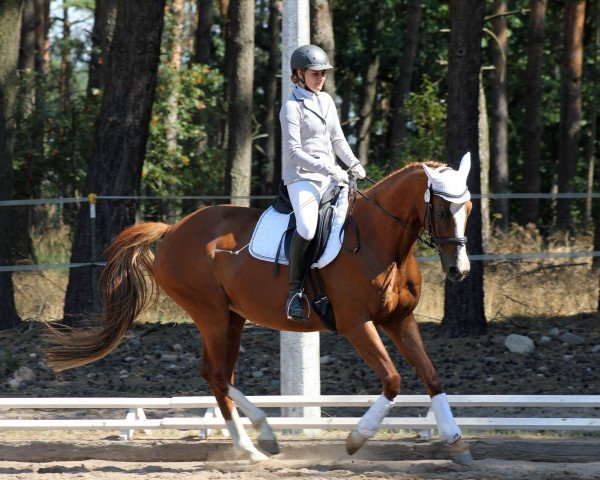 Dressurpferd Barney Go (Trakehner, 2005, von Barnaul xx)