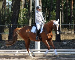 dressage horse Barney Go (Trakehner, 2005, from Barnaul xx)