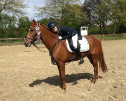 Cavallo da Dressage Nando 498 (Westfale, 2006, di Top Nonstop)