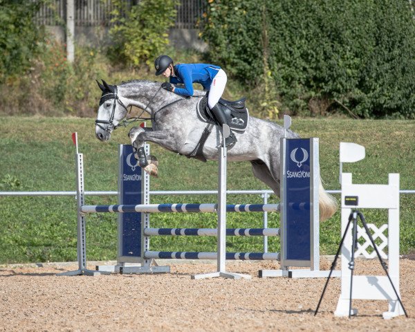 Springpferd Callisto Ck Z (Zangersheide Reitpferd, 2015, von Cigaret JvH Z)