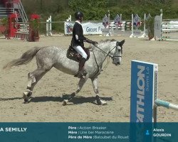 broodmare Deep Sea Semilly (Selle Français, 2013, from Action-Breaker)