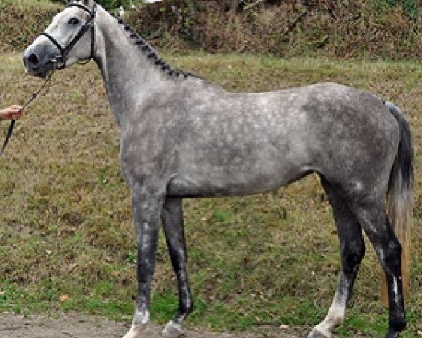 broodmare Dear Queen Semilly (Selle Français, 2013, from Nartago)
