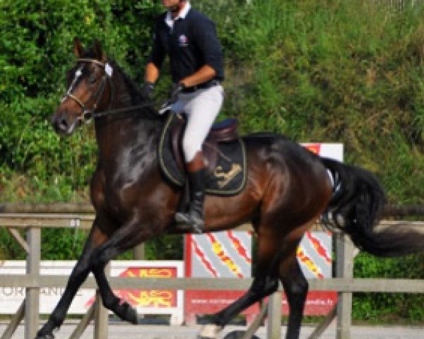 stallion Funny Star Semilly (Selle Français, 2015, from Quick Star)