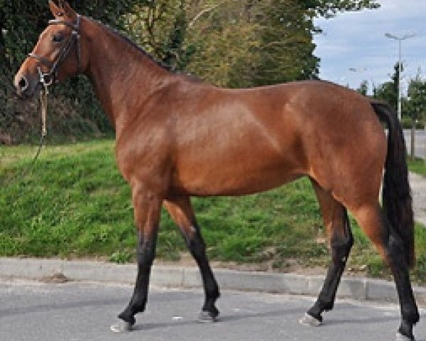 broodmare View of Semilly (Selle Français, 2009, from Diamant de Semilly)