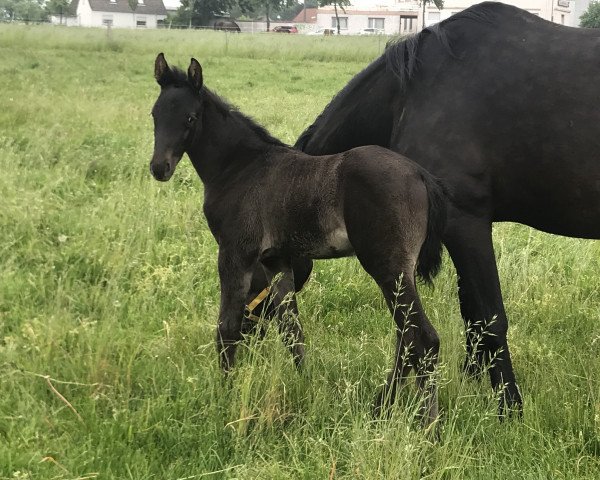 horse Frecher Fritzi (Westphalian, 2019, from Fantastic)
