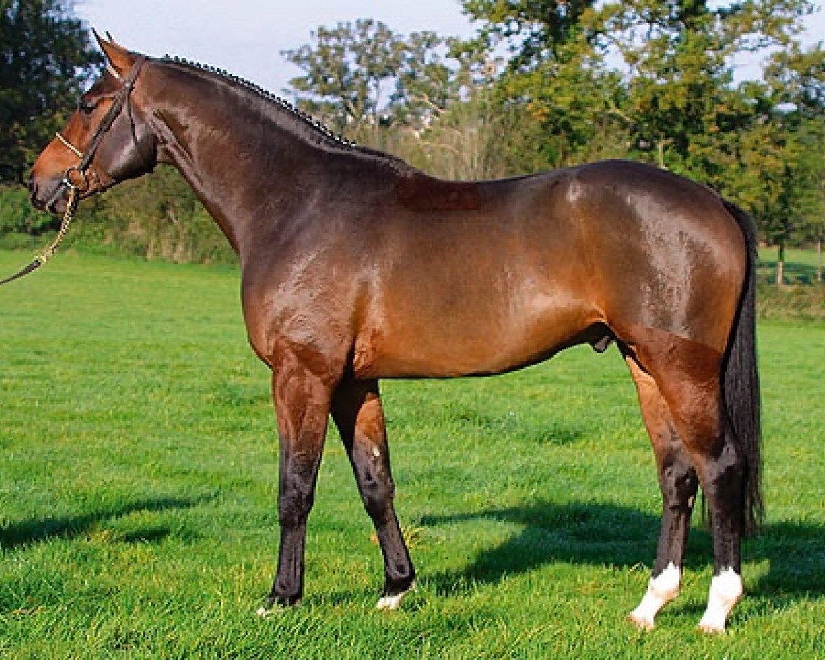 stallion Keops du Vinnebus (Selle Français, 1998, from Arioso du Theillet)