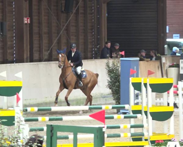 Tournoi Équestre Mannheim-Neckarau 2026