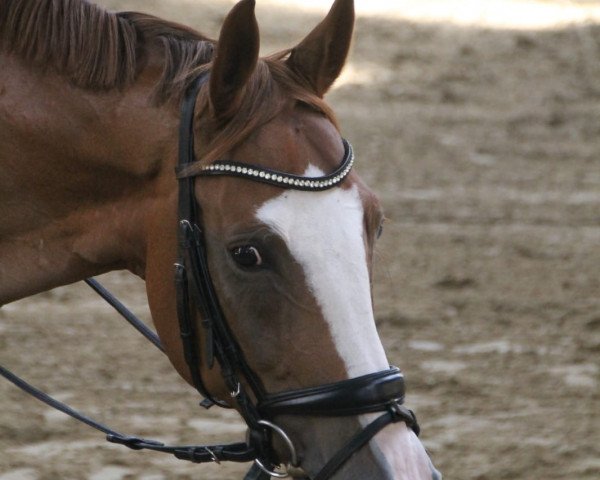 jumper Stanfour 5 (Rhinelander, 2010, from Serano Gold)