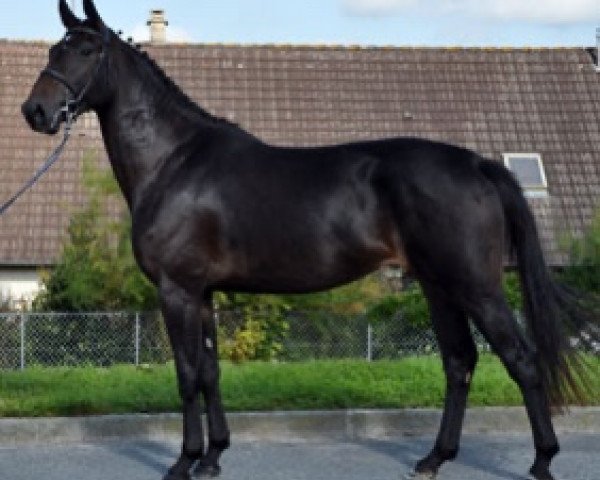 broodmare Étoile de Rêve Semilly (Selle Français, 2014, from Diamant de Semilly)