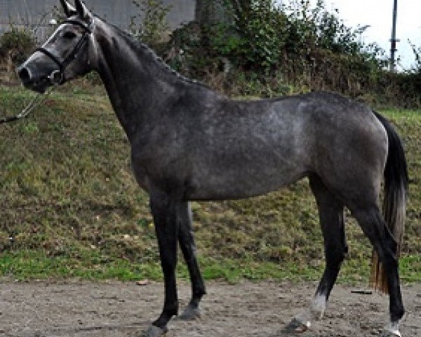broodmare Dawha Al Semilly (Selle Français, 2013, from Nartago) broodmare Dawha Al Semilly (Selle Français, 2013, from Nartago)
