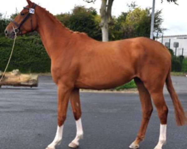 broodmare Columbia Semilly (Selle Français, 2012, from Diamant de Semilly)