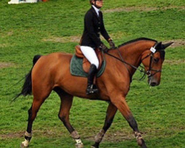 broodmare Alizee Semilly (Selle Français, 2010, from Diamant de Semilly)