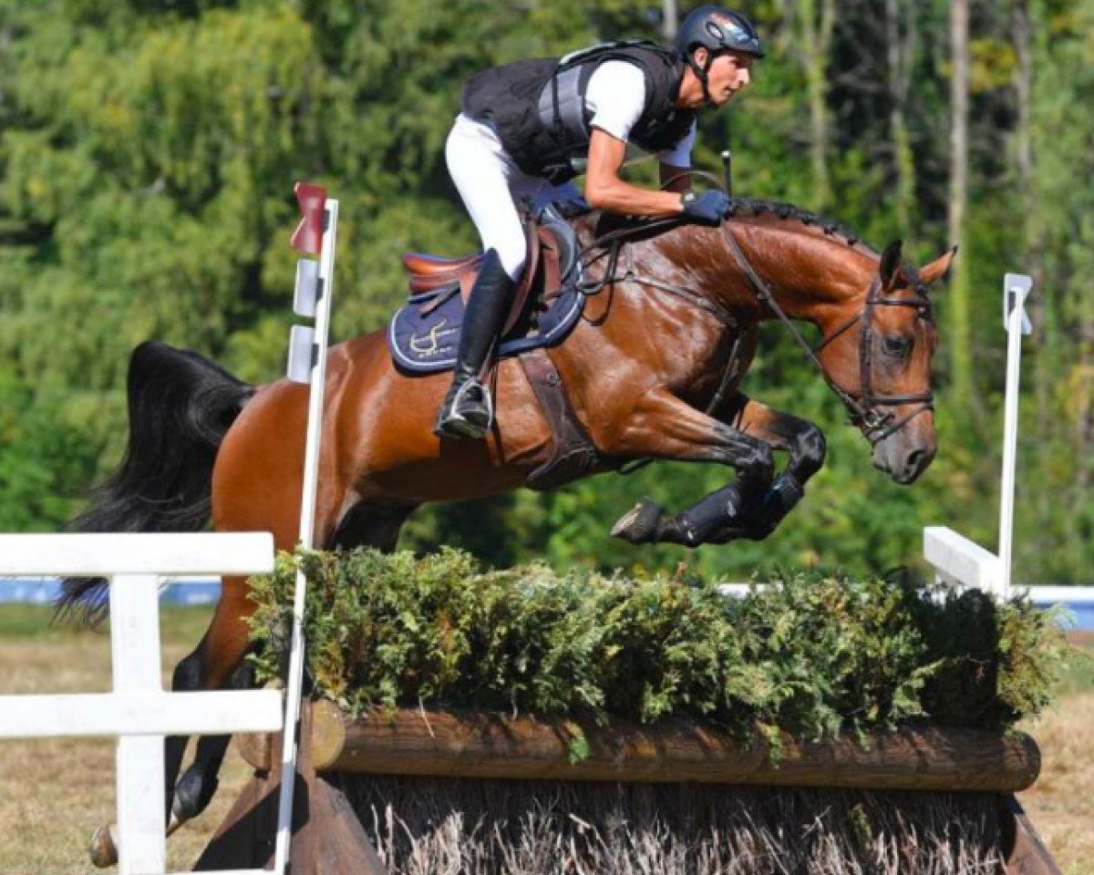 stallion Franco Louvo (Selle Français, 2015, from Contendro I)