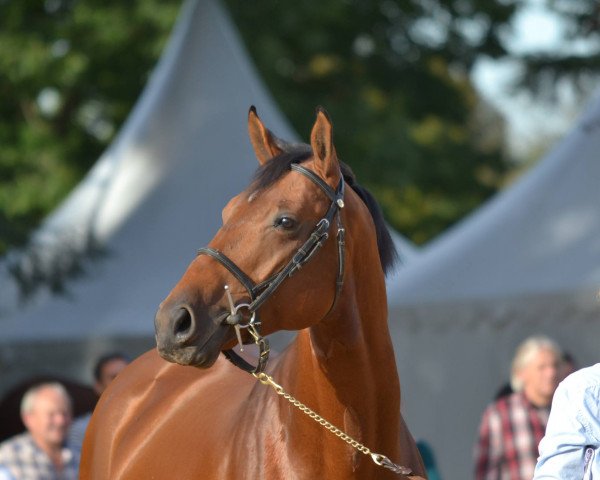 stallion Visavi d'Ivraie AA (Anglo-Arabs, 2009, from Quick Star)