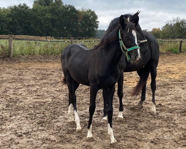 broodmare Dolce Vita (Westphalian, 2020, from Diamond Deluxe)