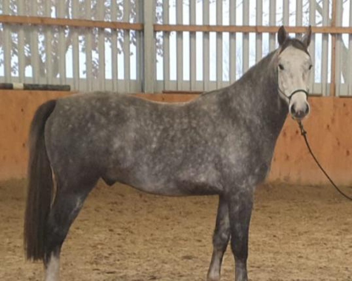 horse Corenthin de Corazón (Oldenburg show jumper, 2017, from Coupie)