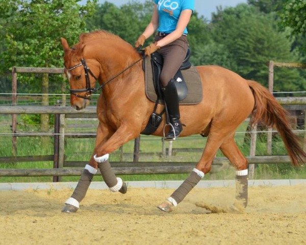 dressage horse FS Dorian Worry (German Riding Pony, 2012, from FS Don't Worry)