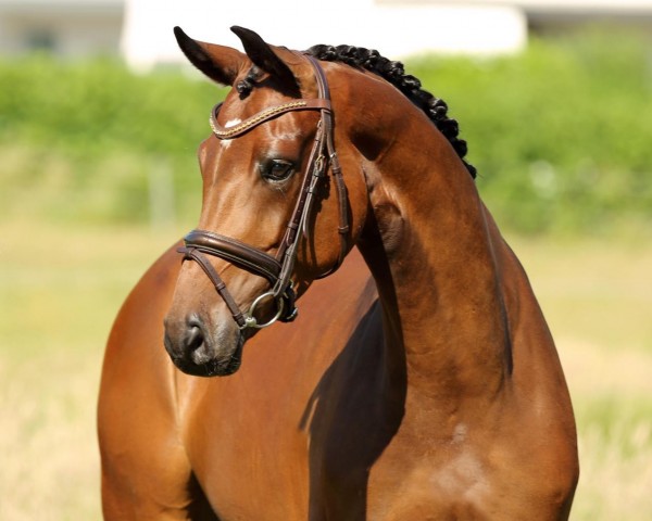 dressage horse Fiumicina Bw (Westphalian, 2016, from Feedback 16)