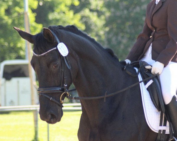 horse Saphira (German Sport Horse, 2011, from Fürst Wettin)