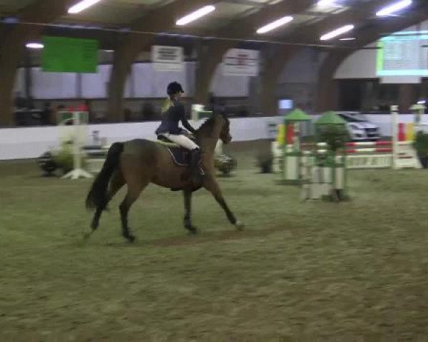 Hallenspringturnier Barlo Bocholt 2015