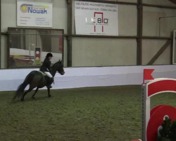 Hallenspringturnier Barlo Bocholt 2015