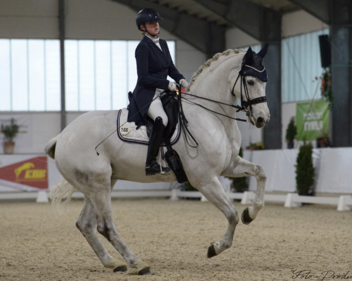 Dressurpferd Heartbreaker (Hannoveraner, 2005, von His Highness)