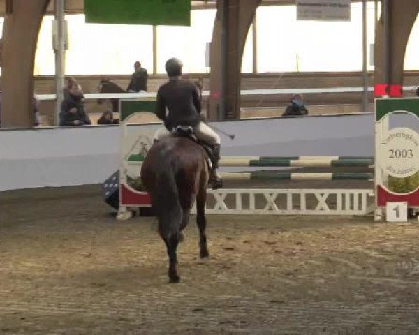 Hallenspringturnier Barlo Bocholt 2015