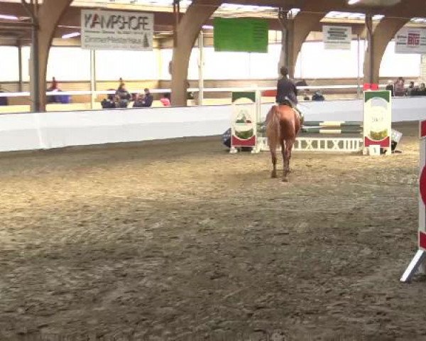 Hallenspringturnier Barlo Bocholt 2015