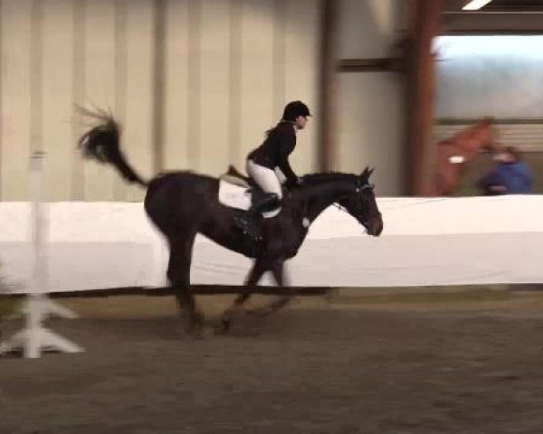 Hallenspringturnier Barlo Bocholt 2015