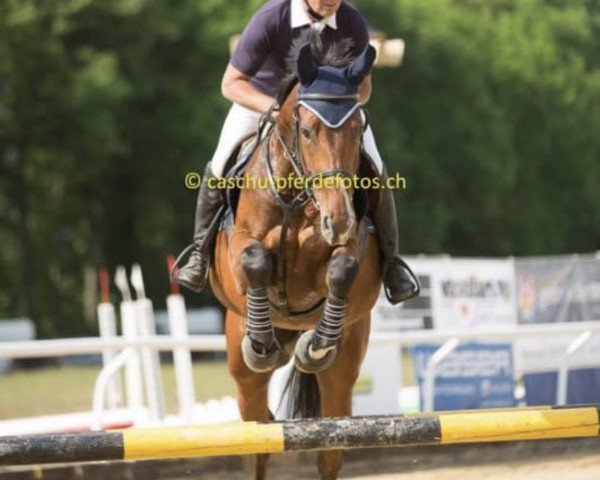 jumper Hilke (KWPN (Royal Dutch Sporthorse), 2012, from Chello III VDL)