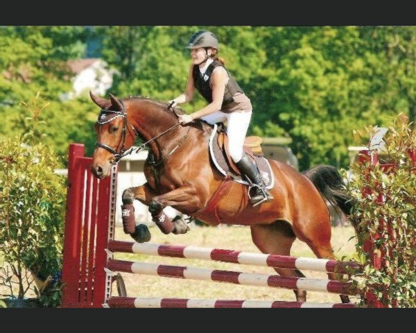 jumper Condella (Hanoverian, 2004, from Contendro I)