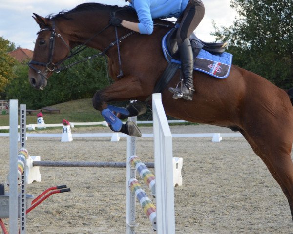 Springpferd Lissaro (Rheinländer, 2004, von Prado)