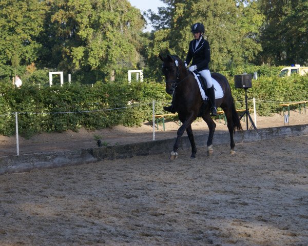 jumper Pelle's Prince (Westphalian, 2012, from Potential)
