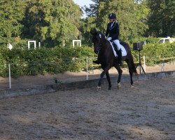 jumper Pelle's Prince (Westphalian, 2012, from Potential)
