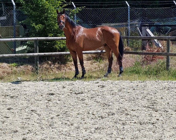 jumper Cornet's Carlo AT (Oldenburg show jumper, 2015, from Cornet's Prinz)