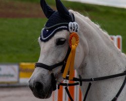 jumper Samira 488 (Welsh Mix, 2010)
