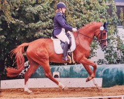 dressage horse Dante de Revel (German Sport Horse, 2015, from Dallas K)