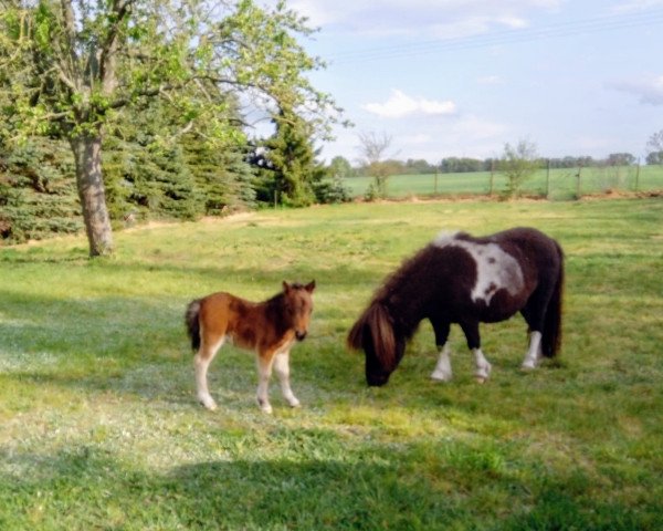 Zuchtstute Hoppelia von Repgow (Shetland Pony (unter 87 cm), 2020, von Meechlands Dragon Fly)