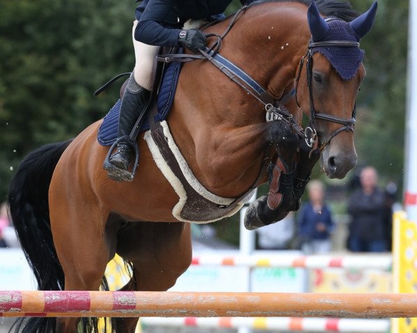 broodmare Perugia 6 (Hanoverian, 2010, from Perigueux) broodmare Perugia 6 (Hanoverian, 2010, from Perigueux)