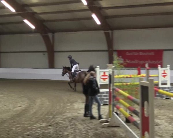 Hallenspringturnier Barlo Bocholt 2015
