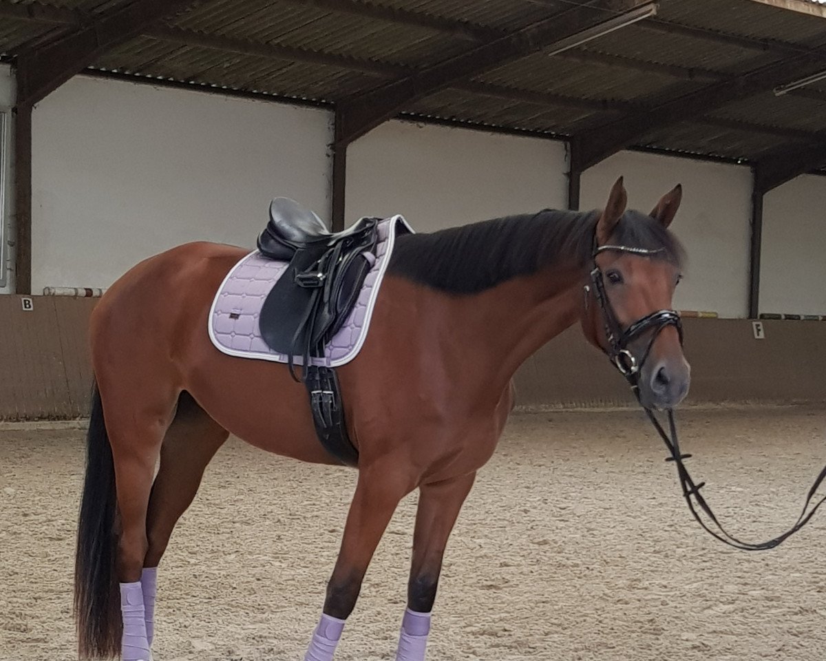 Pferd Avicii's Annabelle (Westfale, 2016, von Avicii)